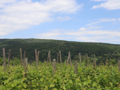 Klimatološka postaja u vinogradu obilježava 20 godina rada Klimatološka postaja u vinogradu obilježava 20 godina rada