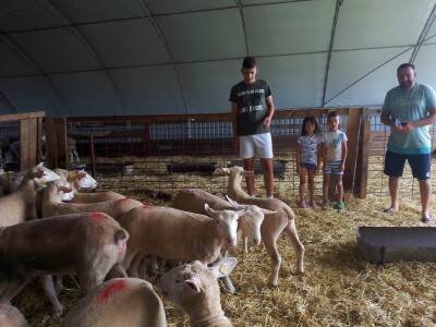 Il de France ovce na OPG-u Saše Horvata