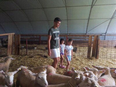 Il de France ovce na OPG-u Saše Horvata