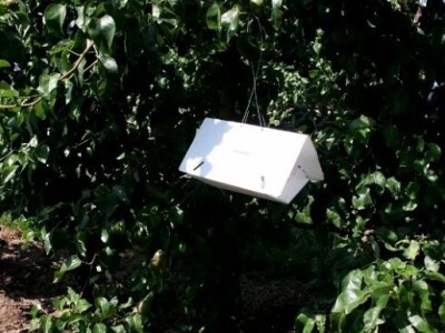 Klopke za kukce s feromonima