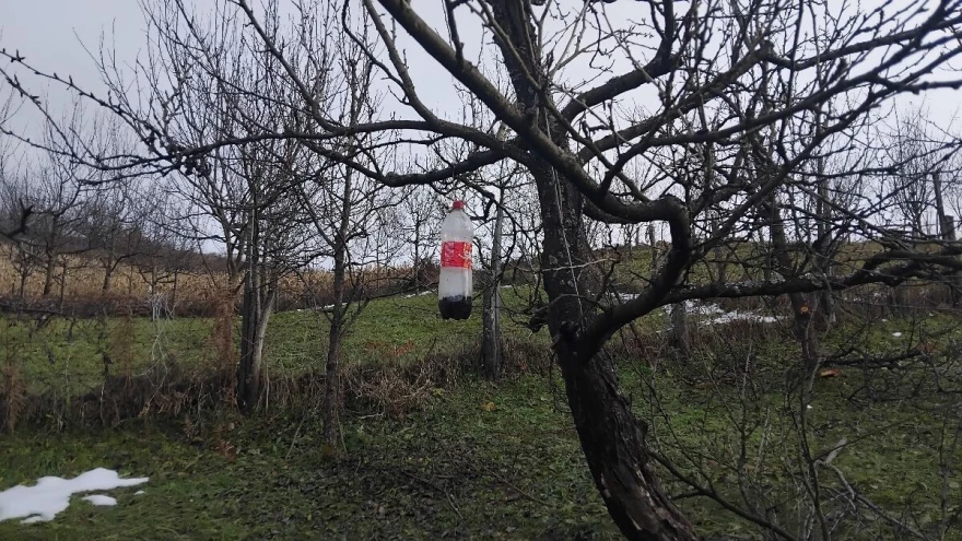 Klopka za insekte