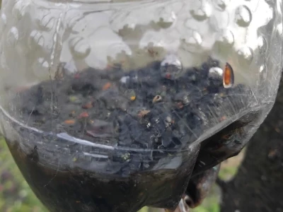 Klopke za insekte