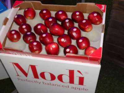 Klupska sorta Modi