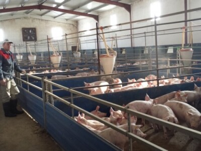 Stjepan Knežević Stjepan Knežević