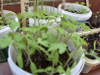 Knjižnica sjemena-bjelovarska knjižnica