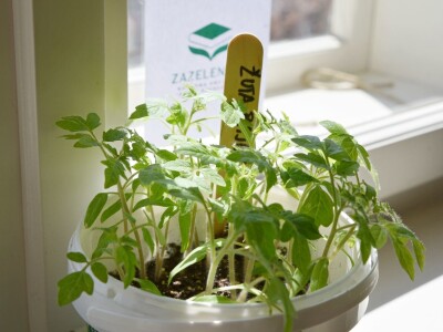 Knjižnica sjemena-bjelovarska knjižnica