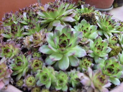 Knjižnica sjemena-bjelovarska knjižnica