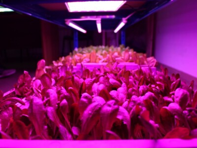 Know Sow Grow, Sergej Lugović Know Sow Grow, Sergej Lugović