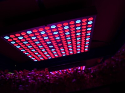 Know Sow Grow, Sergej Lugović Know Sow Grow, Sergej Lugović