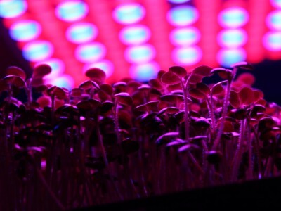 Know Sow Grow, Sergej Lugović Know Sow Grow, Sergej Lugović