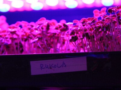 Know Sow Grow, Sergej Lugović Know Sow Grow, Sergej Lugović