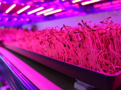 Know Sow Grow, Sergej Lugović Know Sow Grow, Sergej Lugović