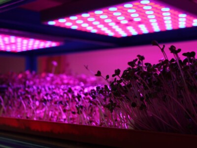 Know Sow Grow, Sergej Lugović Know Sow Grow, Sergej Lugović