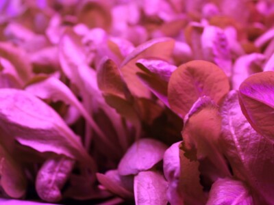 Know Sow Grow, Sergej Lugović Know Sow Grow, Sergej Lugović