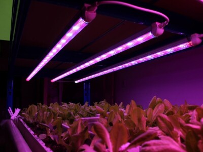 Know Sow Grow, Sergej Lugović Know Sow Grow, Sergej Lugović