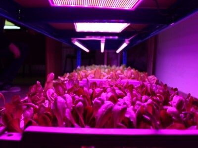 Know Sow Grow, Sergej Lugović Know Sow Grow, Sergej Lugović