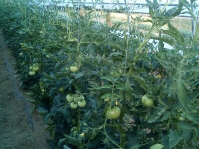 Ko povezuje opančarstvo, izradu narodnih nošnji, poljoprivredu i pripremu zimnicu? Ko povezuje opančarstvo, izradu narodnih nošnji, poljoprivredu i pripremu zimnicu?