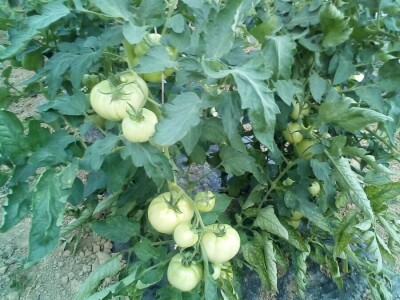 Ko povezuje opančarstvo, izradu narodnih nošnji, poljoprivredu i pripremu zimnicu? Ko povezuje opančarstvo, izradu narodnih nošnji, poljoprivredu i pripremu zimnicu?