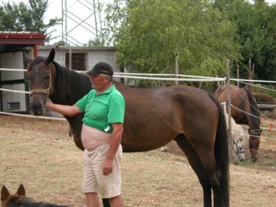 Majićeva kobila Alfa Polaris koja je preplivala Perućko jezero (18 km)