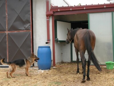 Kobila Alfa Polaris na ranču Majić-Zec pripravna za preplivavanje Bračkog kanala