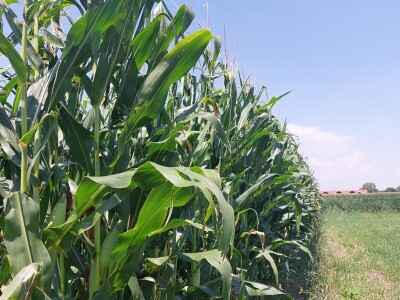 Kod mladog poljoprivrednika Ante Perića u Miljevcima Kod mladog poljoprivrednika Ante Perića u Miljevcima