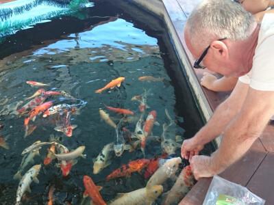 Šareni i umiljati šarani