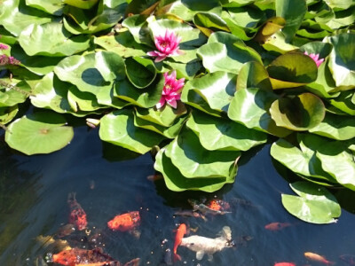 Ribe se mrijeste pod lišćem lopoča