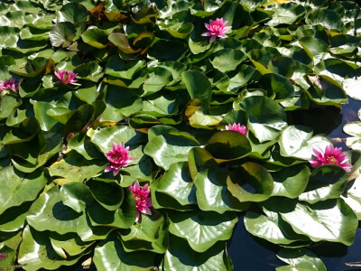 Crveni lopoč pravi ukras u bari sa ribama