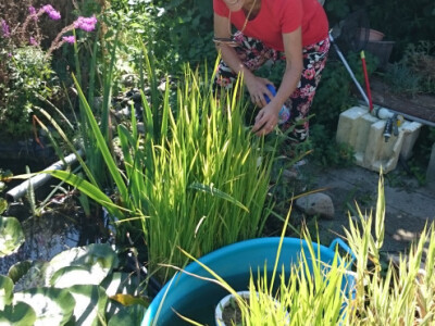 Trudi je u bari uzgojila i rižu