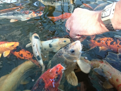 Koji će prije dohvatiti hranu