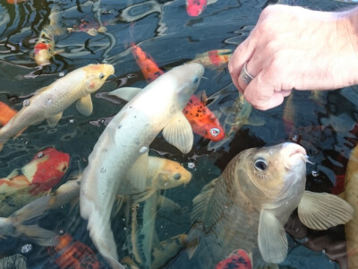 Koi šarani jedu iz ruke