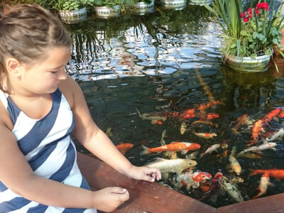 Mladi ih vole hraniti