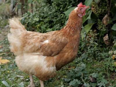 On je junak, a ona šefica! Eldin i Armina Muhović prepoznali blagodati sela