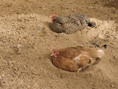 On je junak, a ona šefica! Eldin i Armina Muhović prepoznali blagodati sela