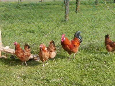 Koke hrvatice u slobodnu ruralnu prostoru branitelja zadrugara