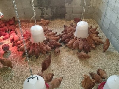 Koke hrvatice na farmi obitelji Strizirep u Koprivnu Koke hrvatice na farmi obitelji Strizirep u Koprivnu