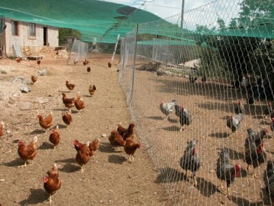 Koke hrvatice na farmi OPG-a obitelji Strizirep Koke hrvatice na farmi OPG-a obitelji Strizirep