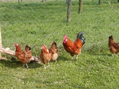 Koke hrvatice na otvorenome iz domaćeg uzgoja OPG Željko Tomas Imotski Koke hrvatice na otvorenome iz domaćeg uzgoja OPG Željko Tomas Imotski