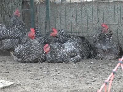 Koke na ispustu