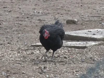 Koke na ispustu