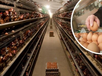 Koke nesilice i kokošja jaja