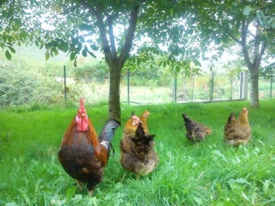 Koke nesilice iz eko-uzgoja