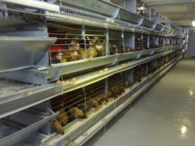 Koke nesilice po EU-standardu