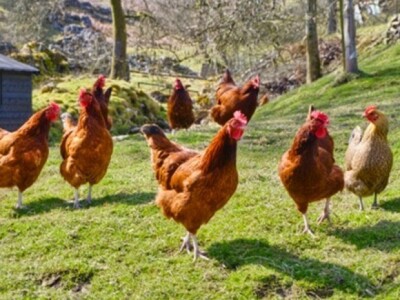 Koke nesilice u eko-uzgoju