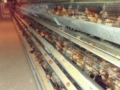 Koke nesilice u kavezima prema EU-standardu