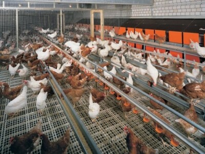 Koke nesilice u peradarniku po EU-standardu