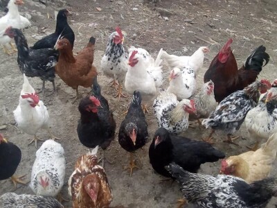 Koke su moja rehabilitacija i neću odustati od njih Koke su moja rehabilitacija i neću odustati od njih