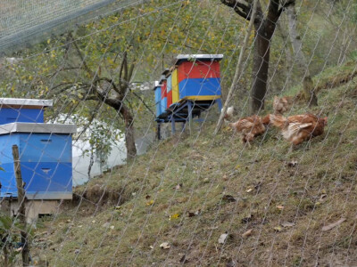 On je junak, a ona šefica! Eldin i Armina Muhović prepoznali blagodati sela