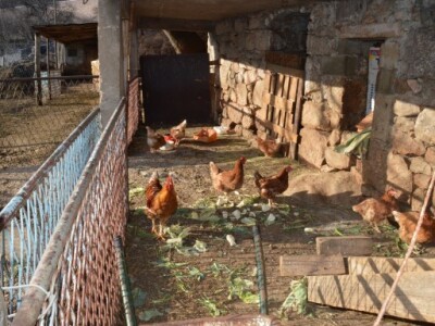 Velebitske kokoši daju prava domaća jaja