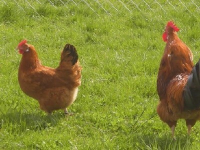 Kokoš hrvatica i pijetao iz eko-uzgoja OPG-a Željka Tomasa Kokoš hrvatica i pijetao iz eko-uzgoja OPG-a Željka Tomasa